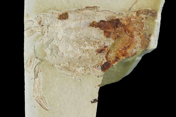 Partial, Miocene Pea Crab (Pinnixa) Fossil - California #141633